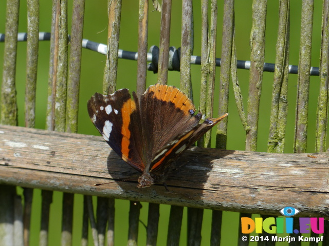 FZ006182 Red Admiral butterfly (vanessa atalanta)